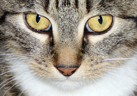 chat