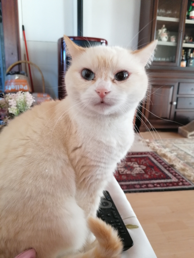 chat