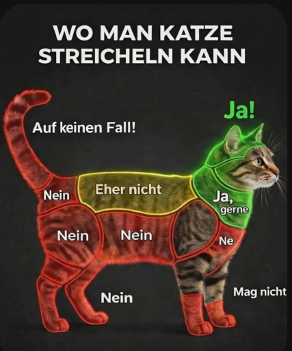 chat