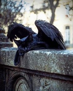 chat
