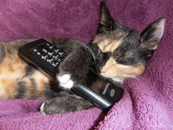 chat