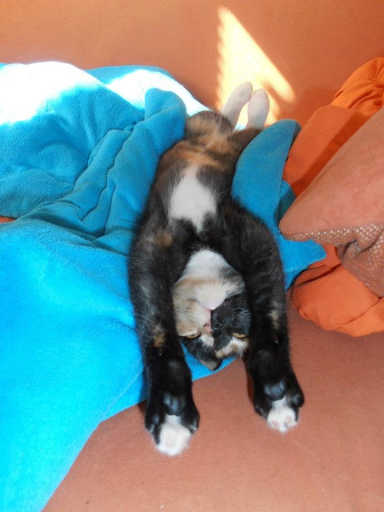 chat